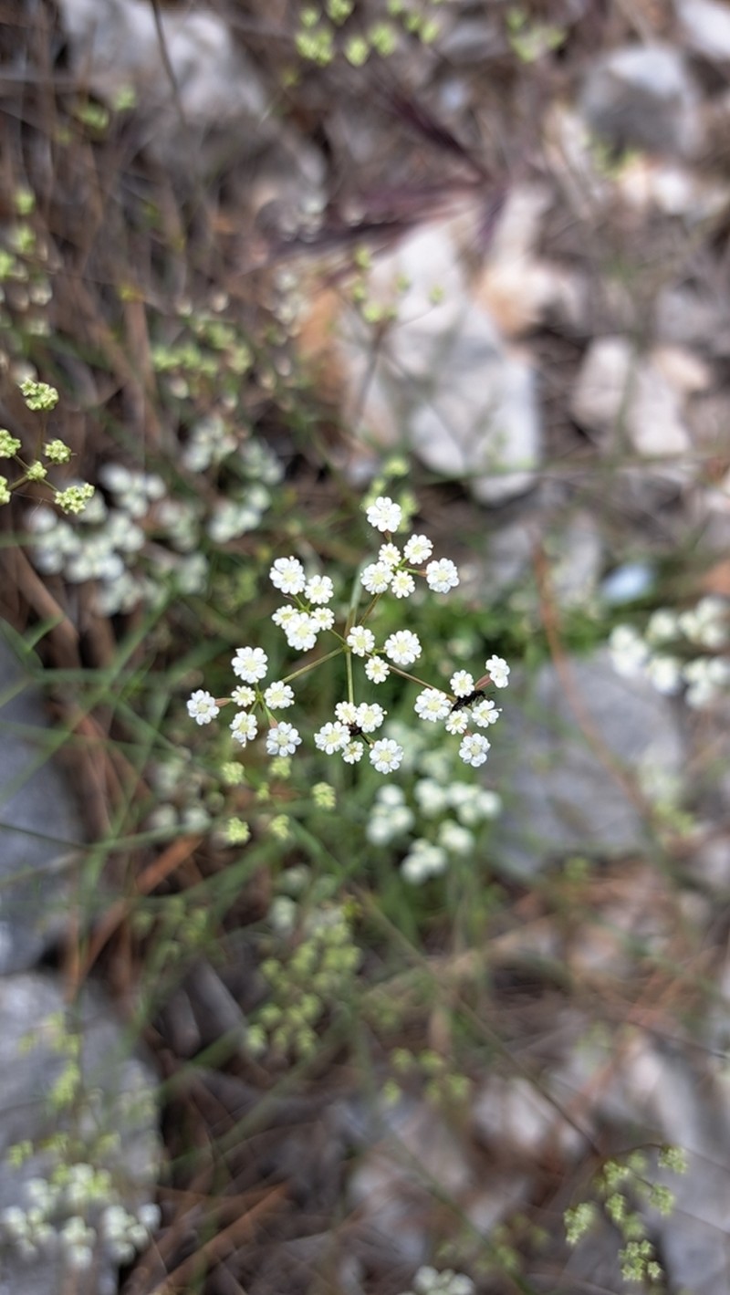 Ptychotis saxifraga photo 2