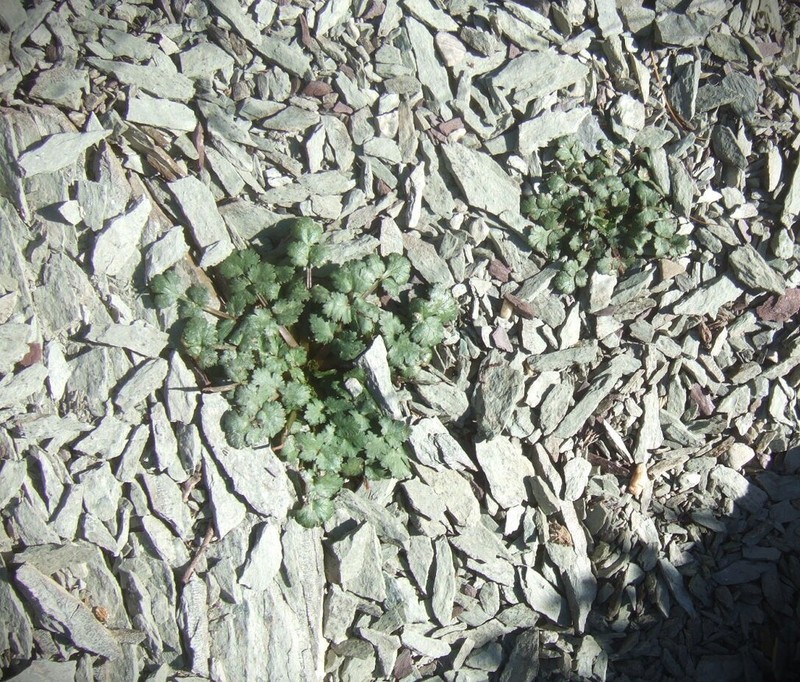 Ptychotis saxifraga photo 3