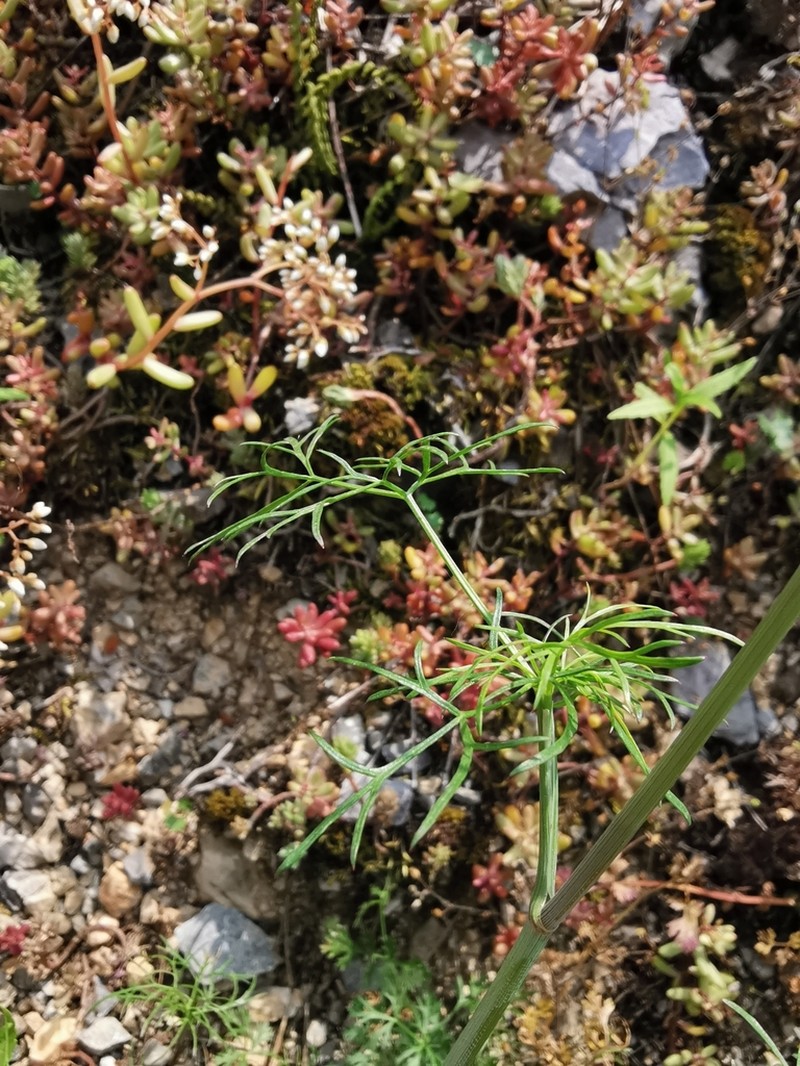 Ptychotis saxifraga photo 4