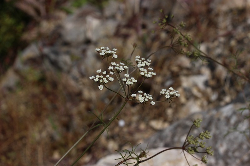 Ptychotis saxifraga photo 5