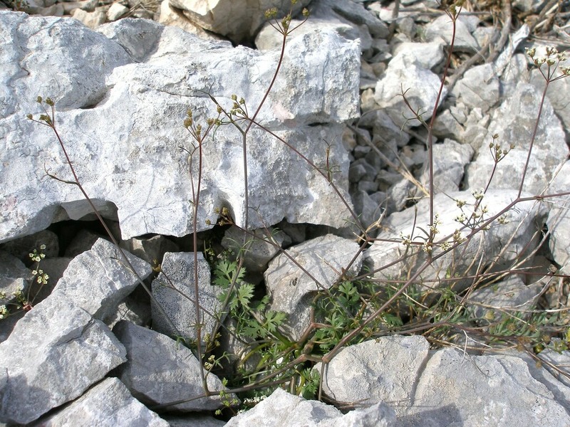 Ptychotis saxifraga photo 6