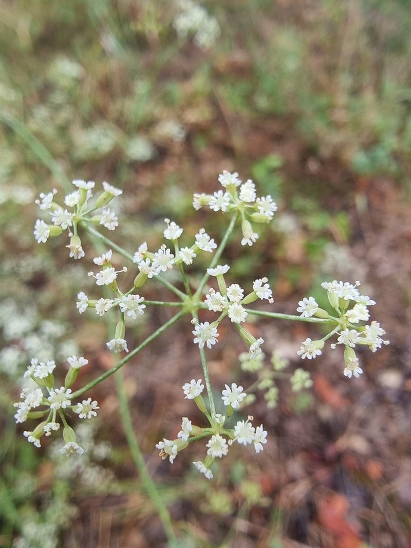 Ptychotis saxifraga photo 7