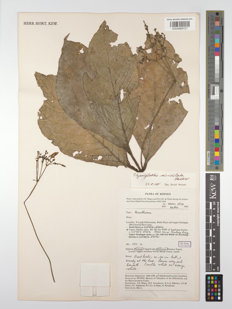 Ptyssiglottis auriculata