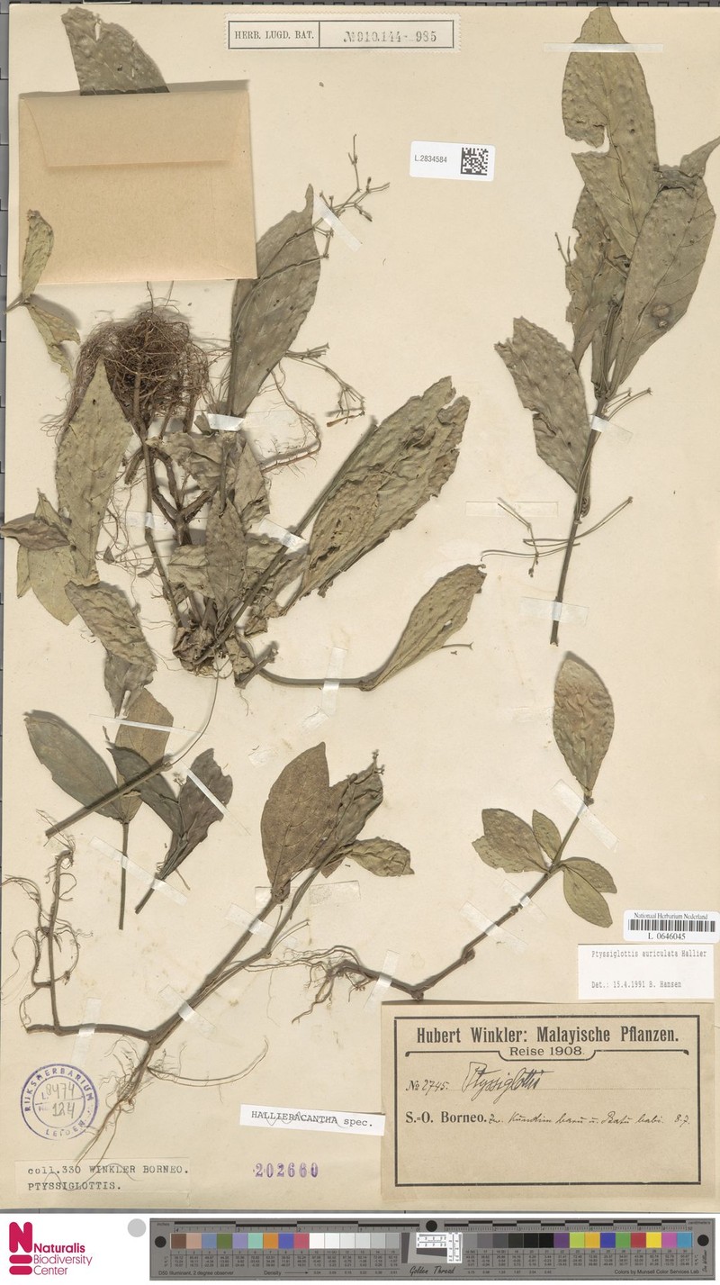 Ptyssiglottis auriculata photo 2