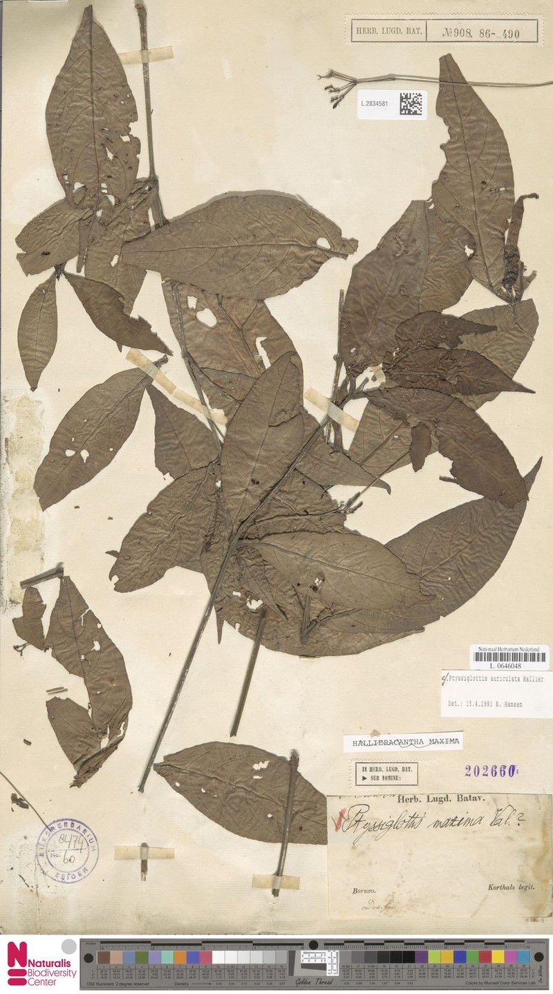 Ptyssiglottis auriculata photo 3