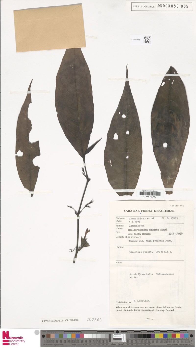Ptyssiglottis caudata