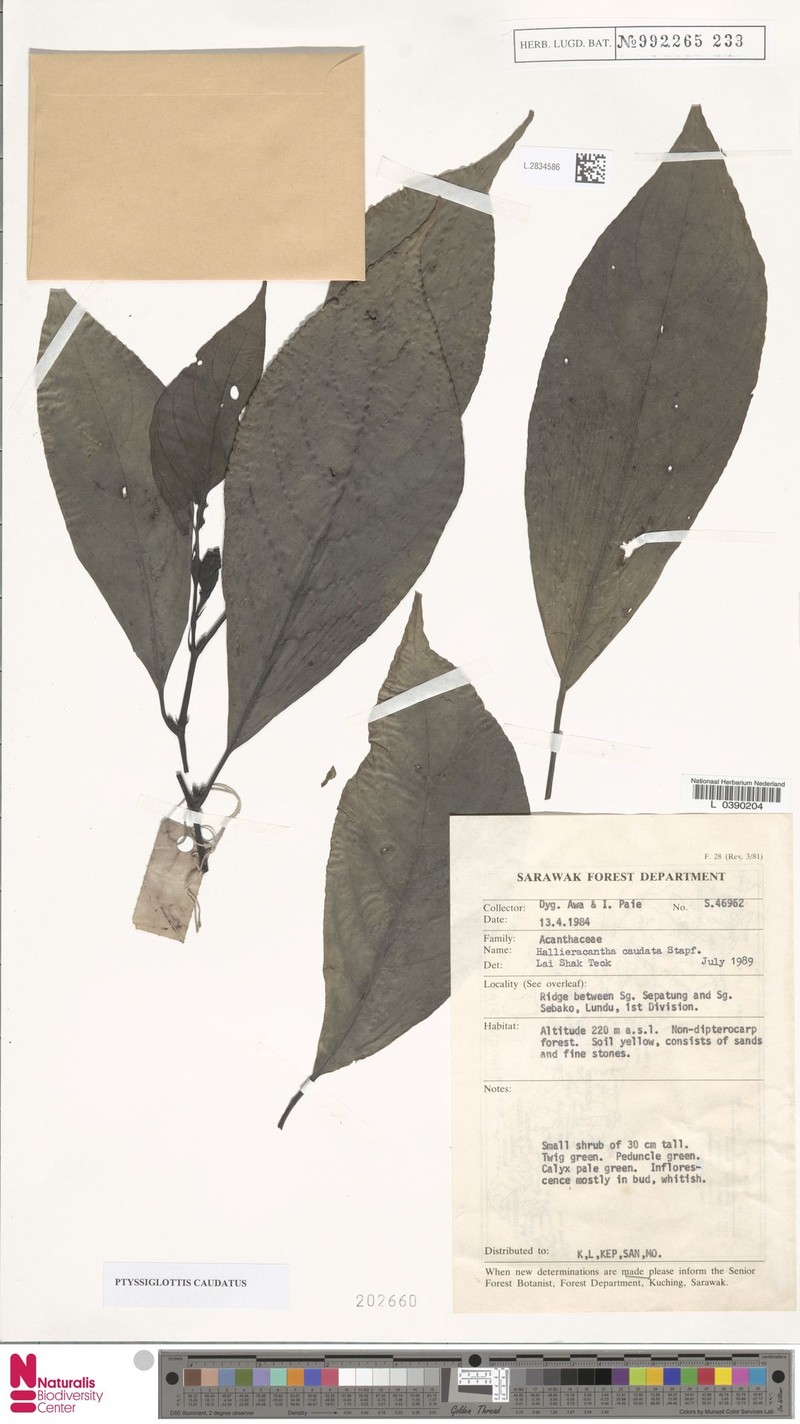 Ptyssiglottis caudata photo 2