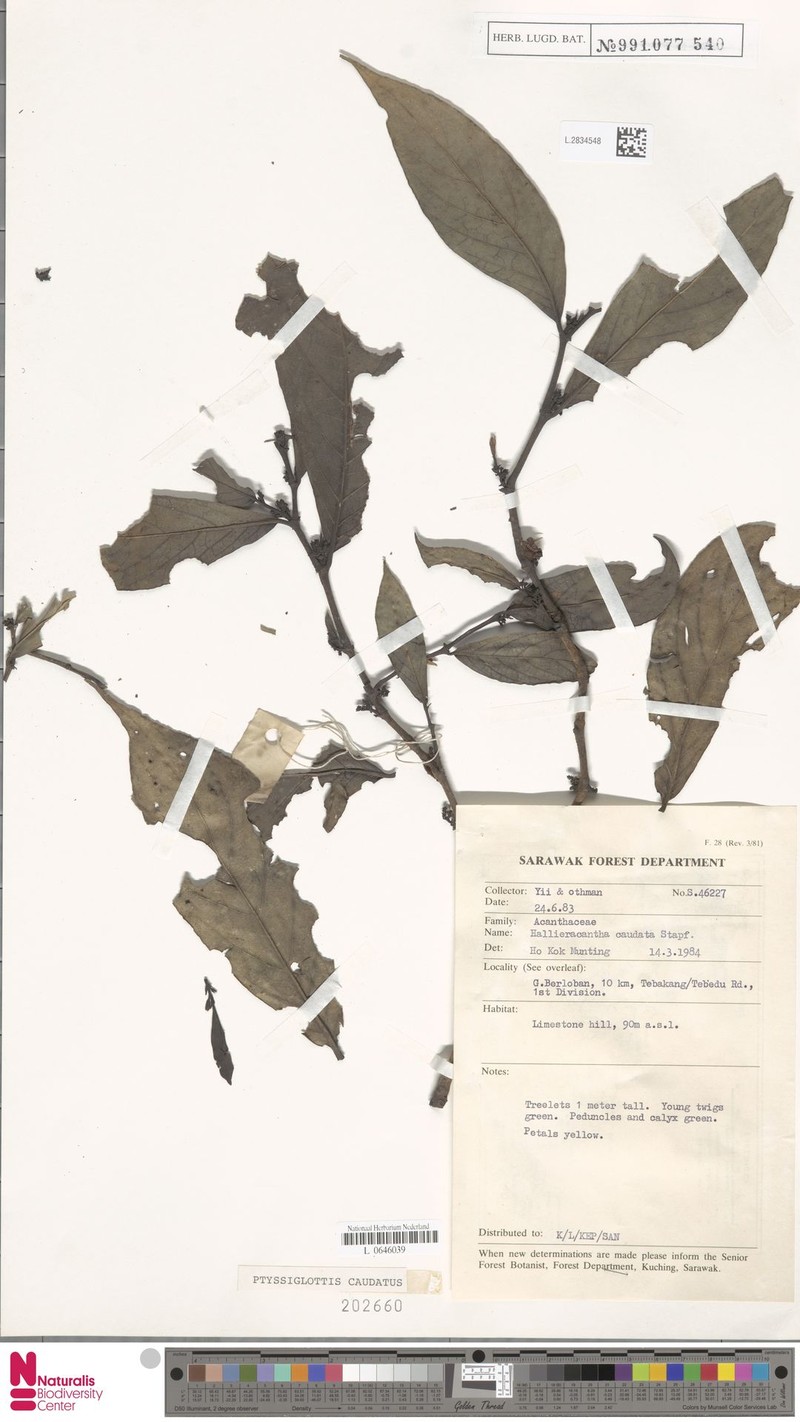 Ptyssiglottis caudata photo 3