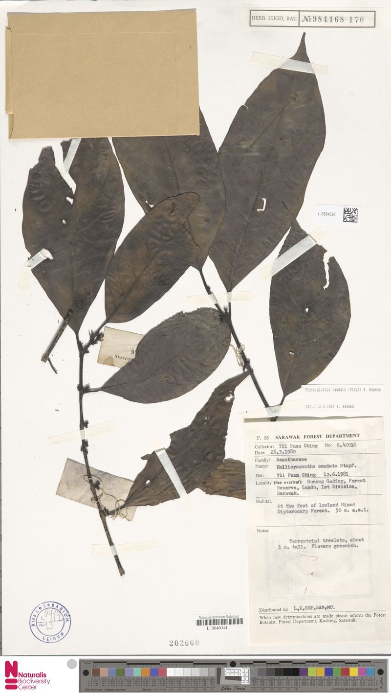 Ptyssiglottis caudata photo 4