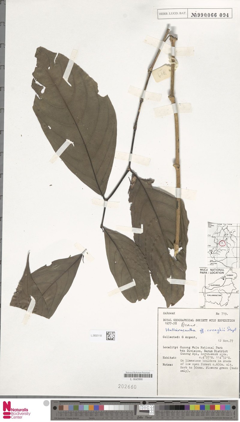 Ptyssiglottis creaghii