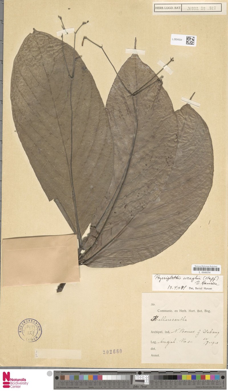 Ptyssiglottis creaghii photo 2