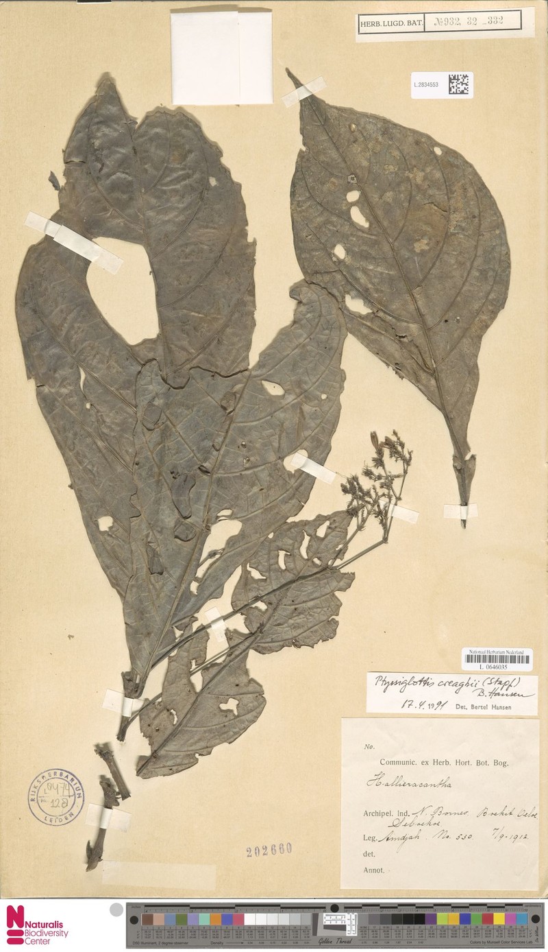 Ptyssiglottis creaghii photo 3