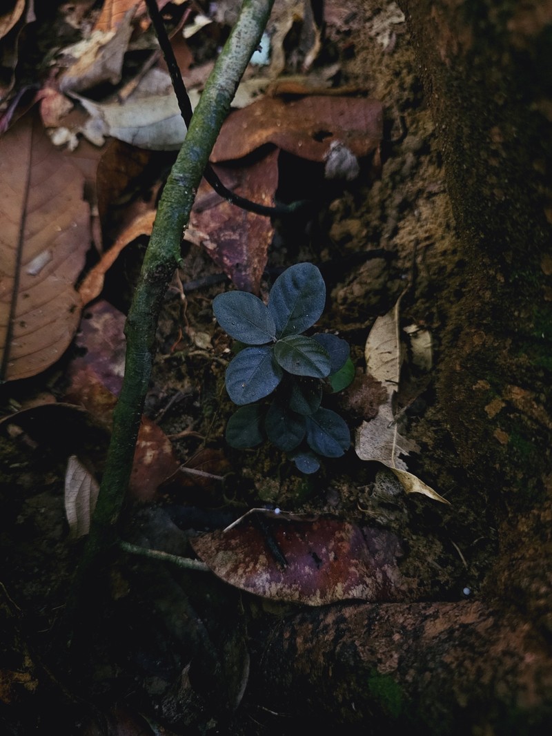 Ptyssiglottis cuprea photo 2