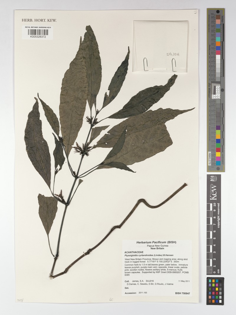 Ptyssiglottis cyrtandroides