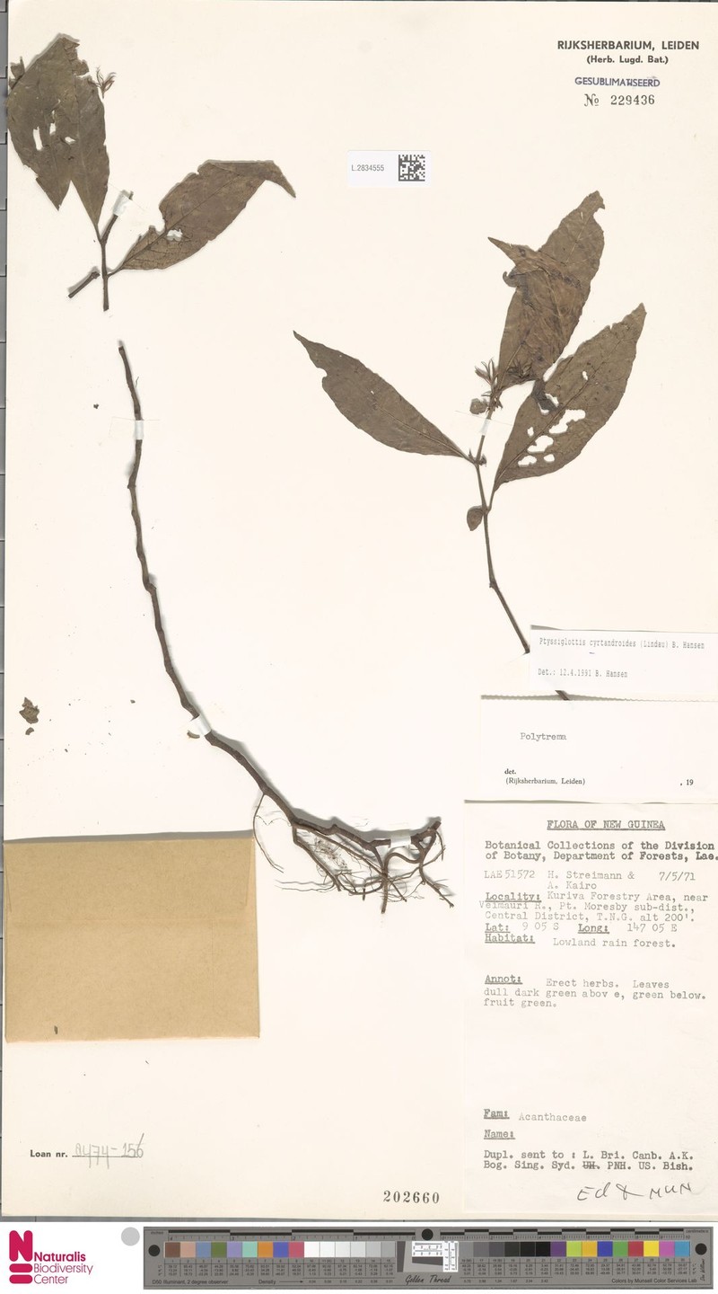 Ptyssiglottis cyrtandroides photo 2