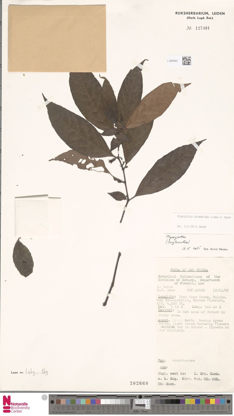 Ptyssiglottis cyrtandroides photo 3