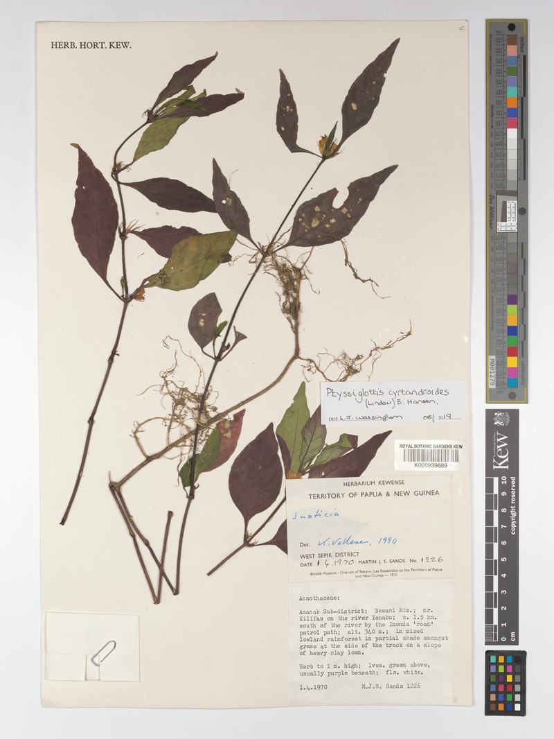 Ptyssiglottis cyrtandroides photo 4