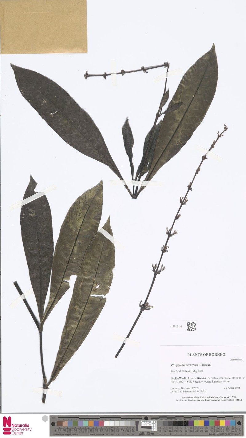 Ptyssiglottis decurrens