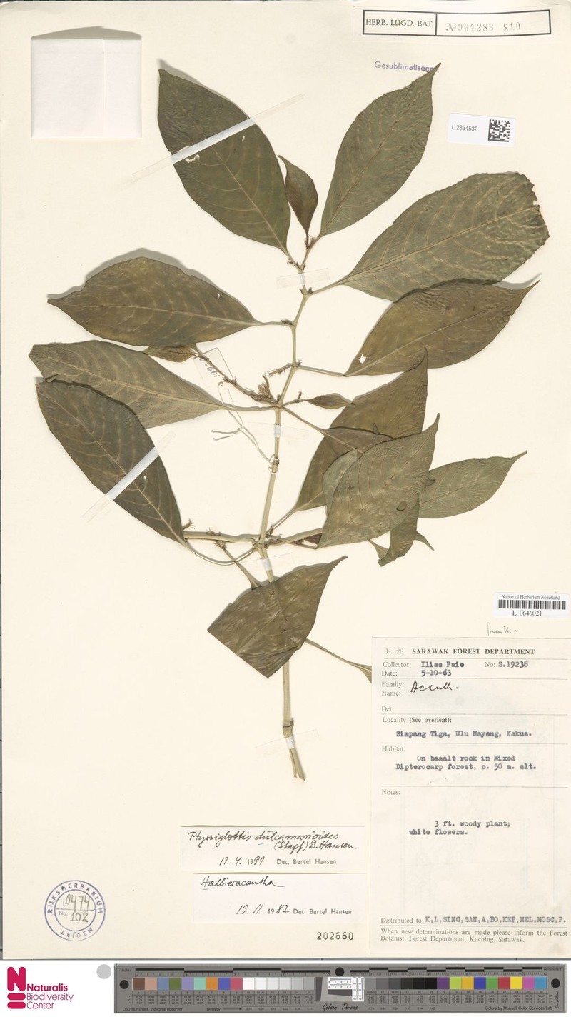 Ptyssiglottis dulcamarioides