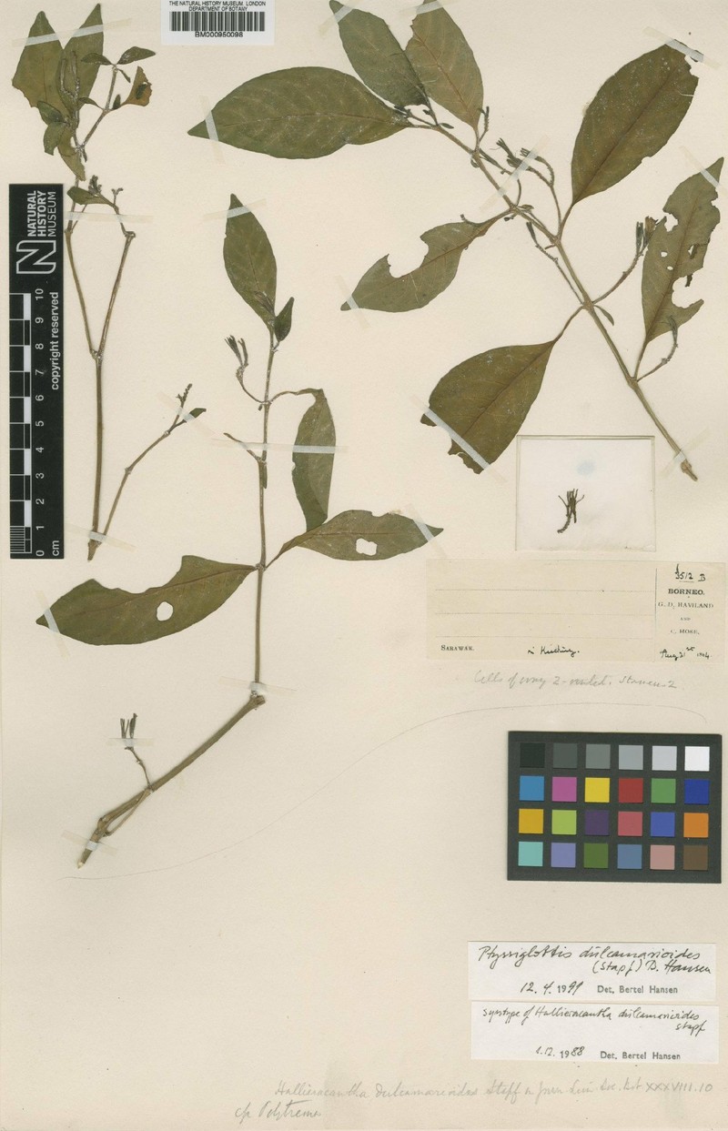 Ptyssiglottis dulcamarioides photo 2