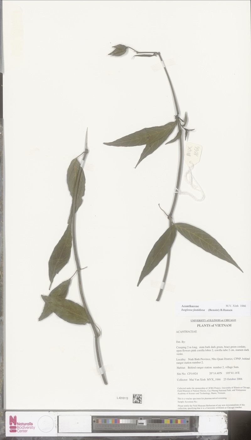 Ptyssiglottis fastidiosa