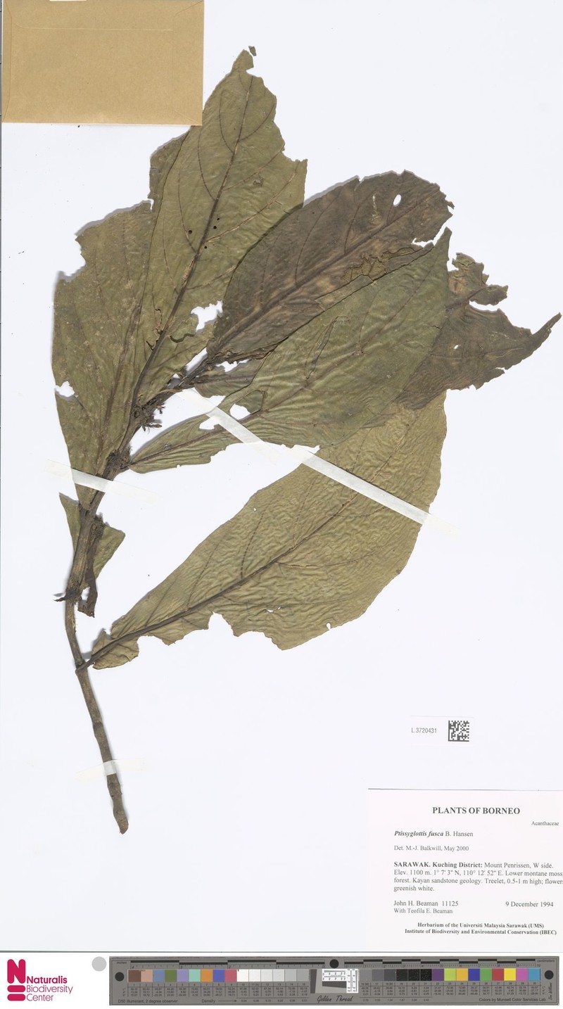 Ptyssiglottis fusca