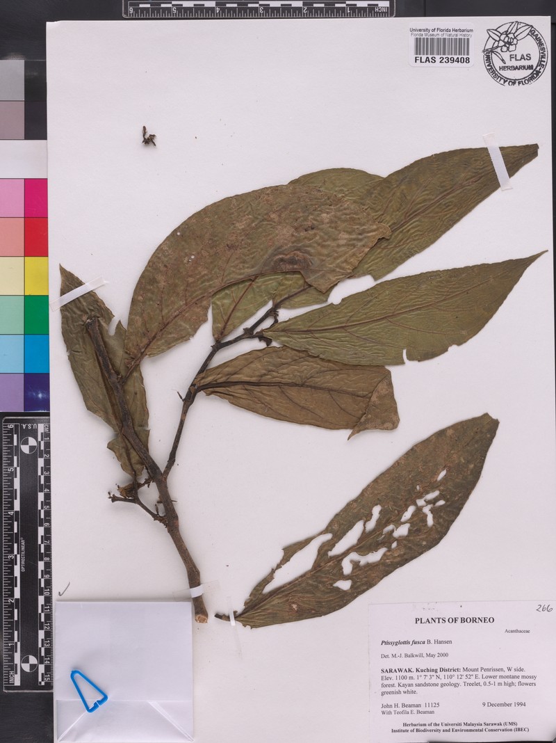 Ptyssiglottis fusca photo 2