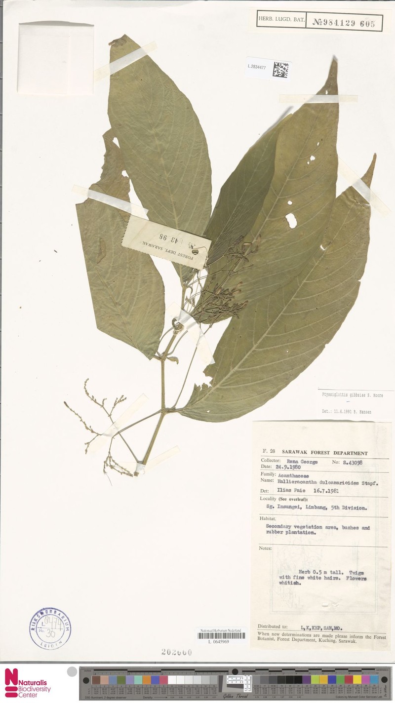 Ptyssiglottis gibbsiae