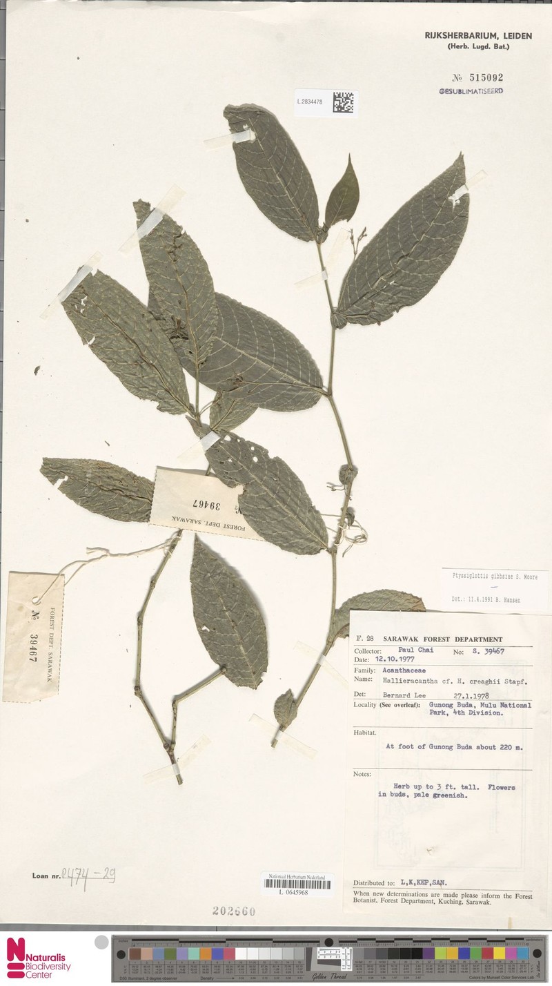 Ptyssiglottis gibbsiae photo 2