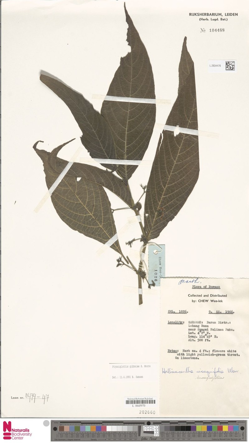 Ptyssiglottis gibbsiae photo 3