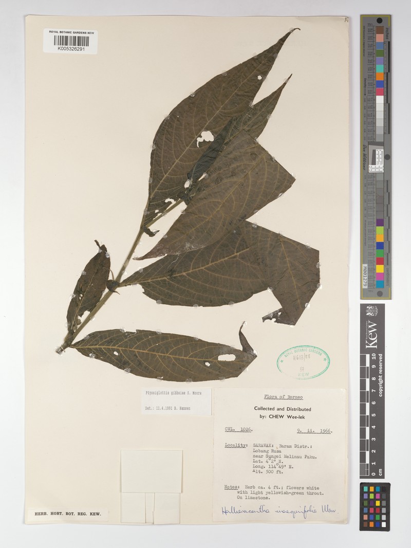 Ptyssiglottis gibbsiae photo 4