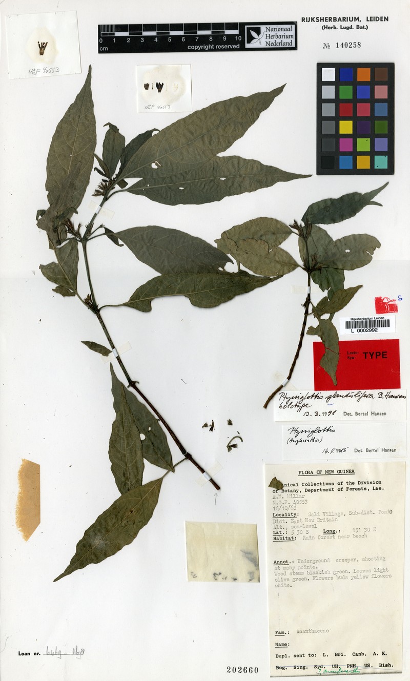 Ptyssiglottis glandulifera