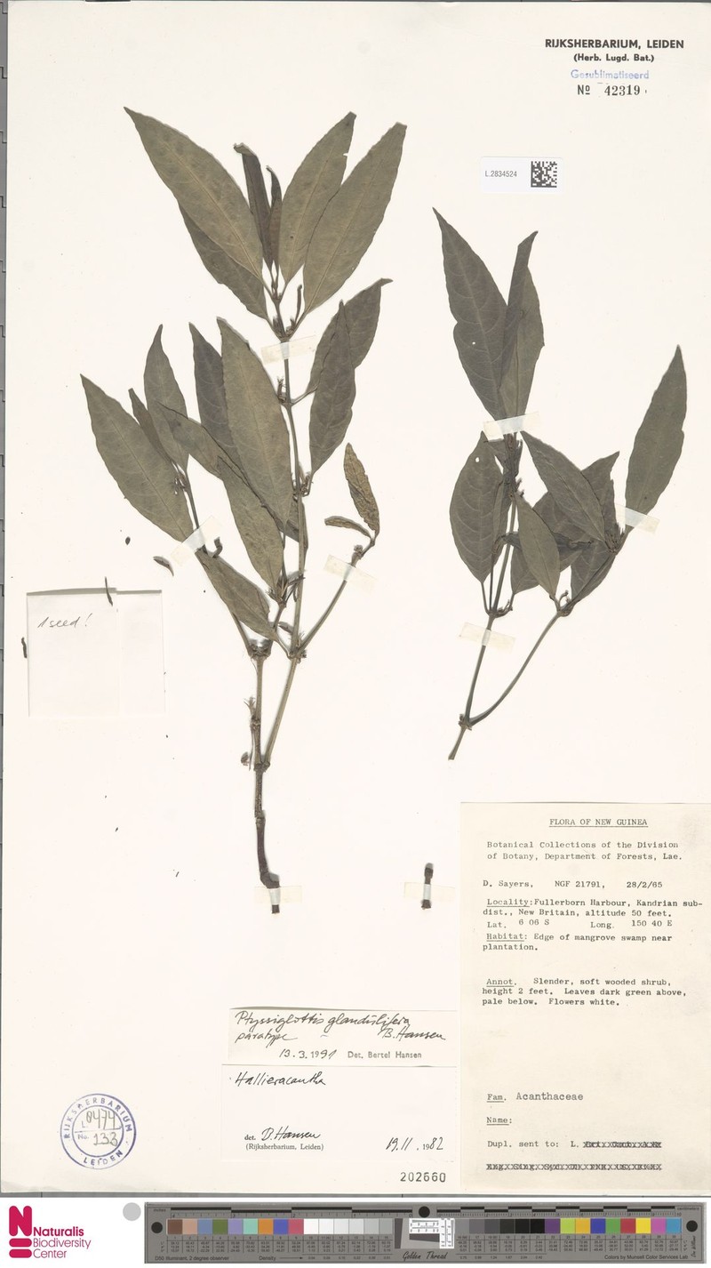 Ptyssiglottis glandulifera photo 2