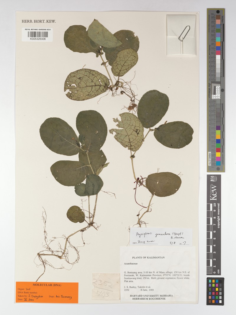 Ptyssiglottis granulata