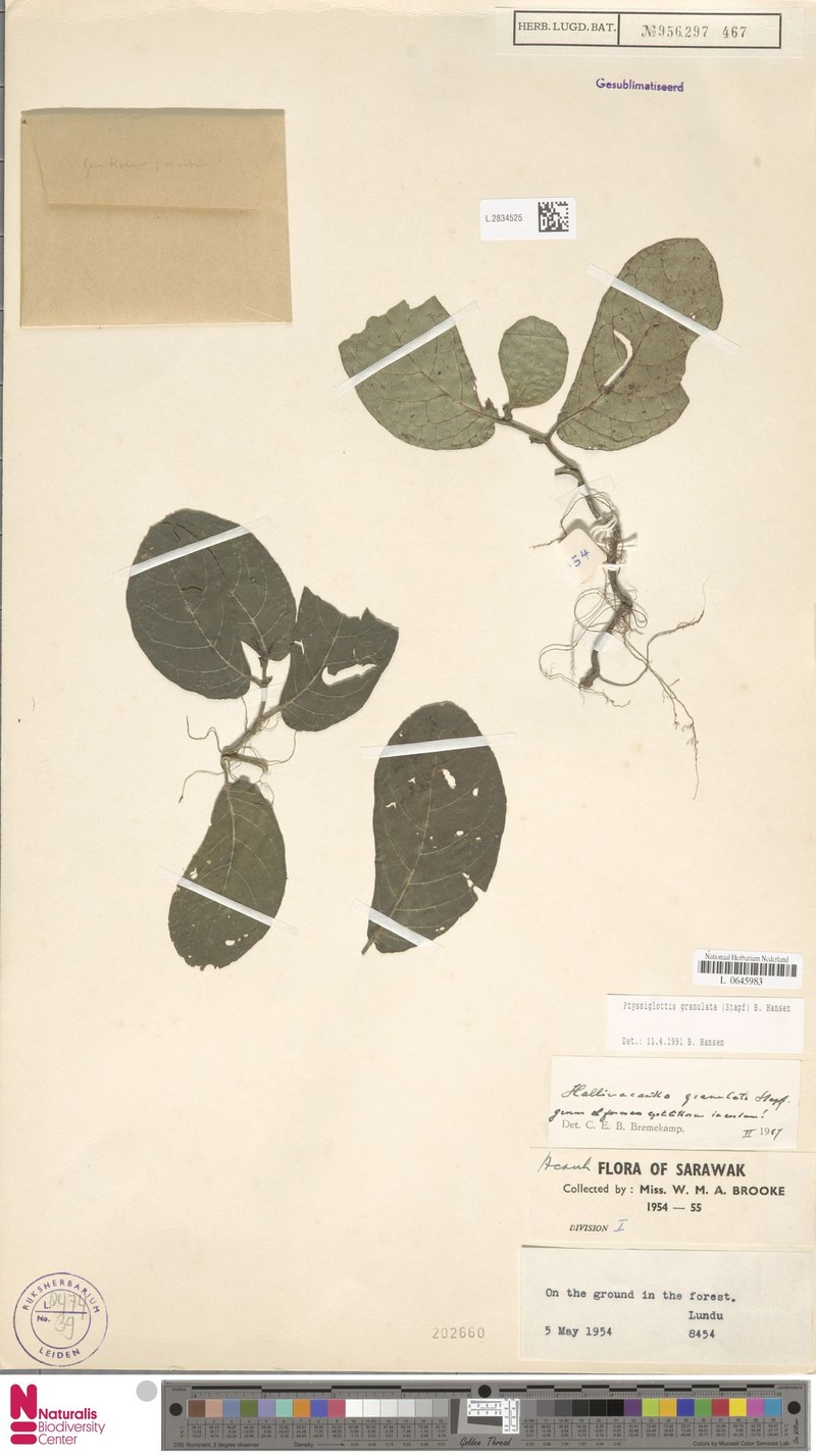Ptyssiglottis granulata photo 2