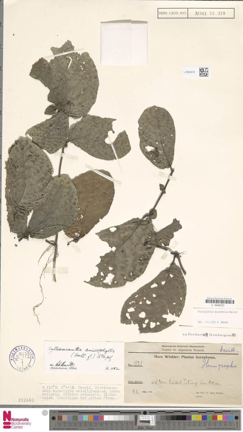Ptyssiglottis granulata photo 3
