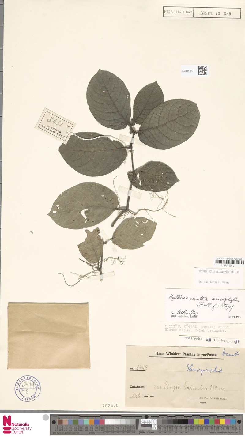 Ptyssiglottis granulata photo 4