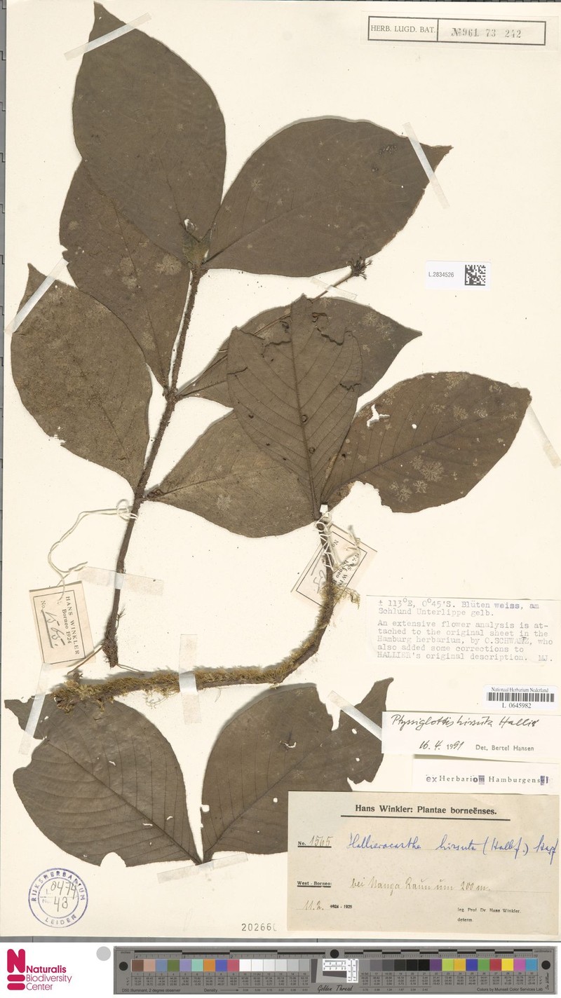 Ptyssiglottis hirsuta