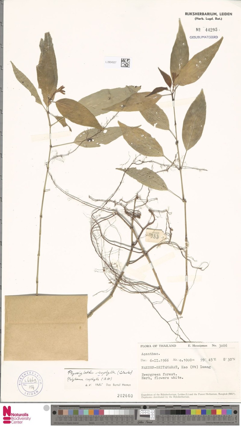 Ptyssiglottis isophylla
