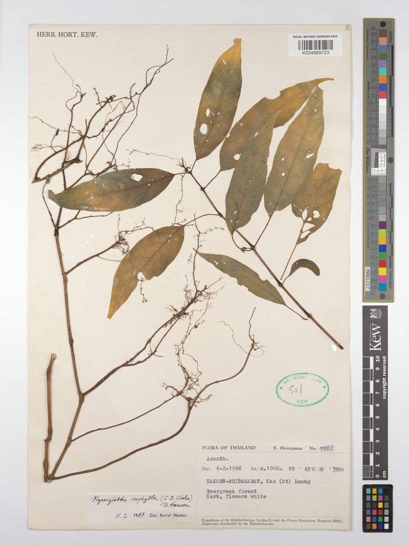Ptyssiglottis isophylla photo 2