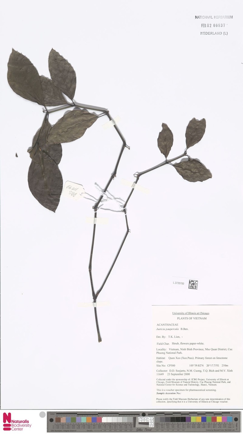 Ptyssiglottis kunthiana