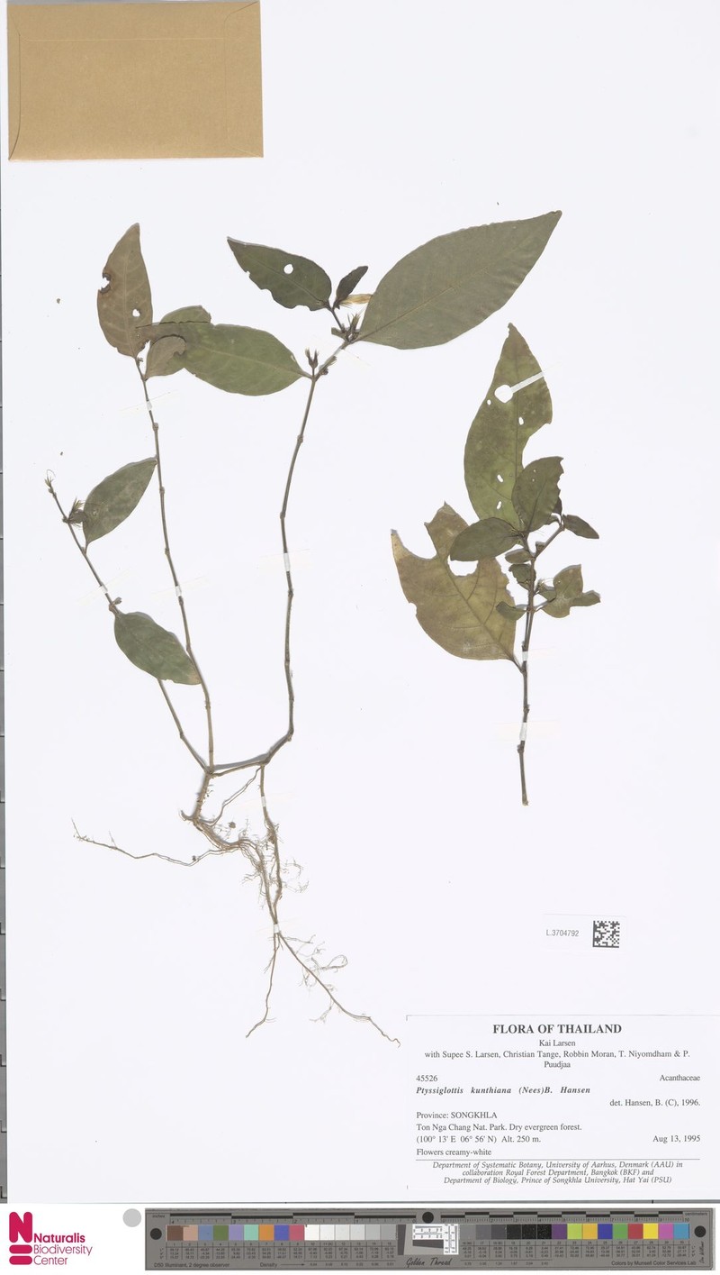 Ptyssiglottis kunthiana photo 2