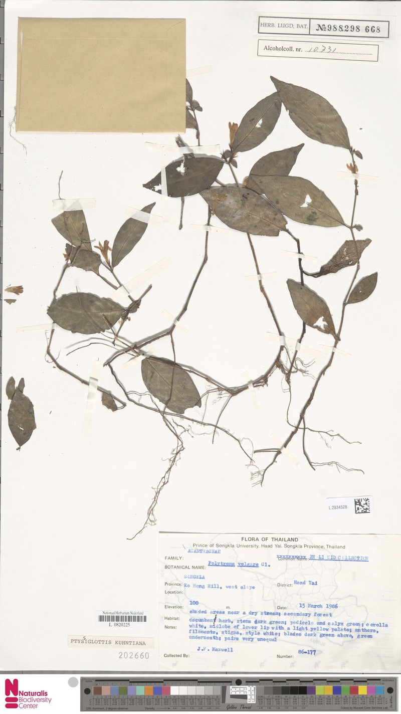 Ptyssiglottis kunthiana photo 3
