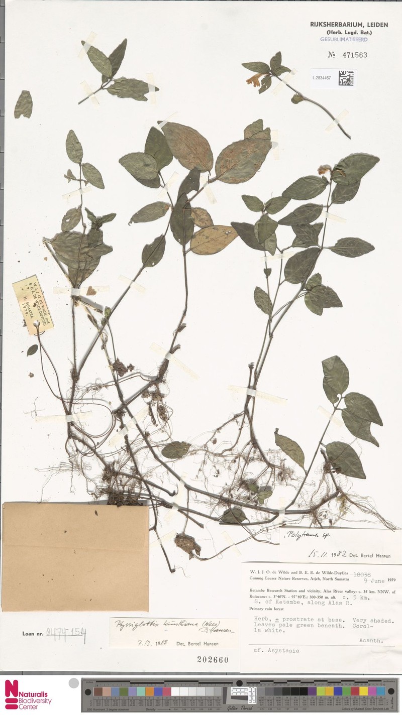 Ptyssiglottis kunthiana photo 4