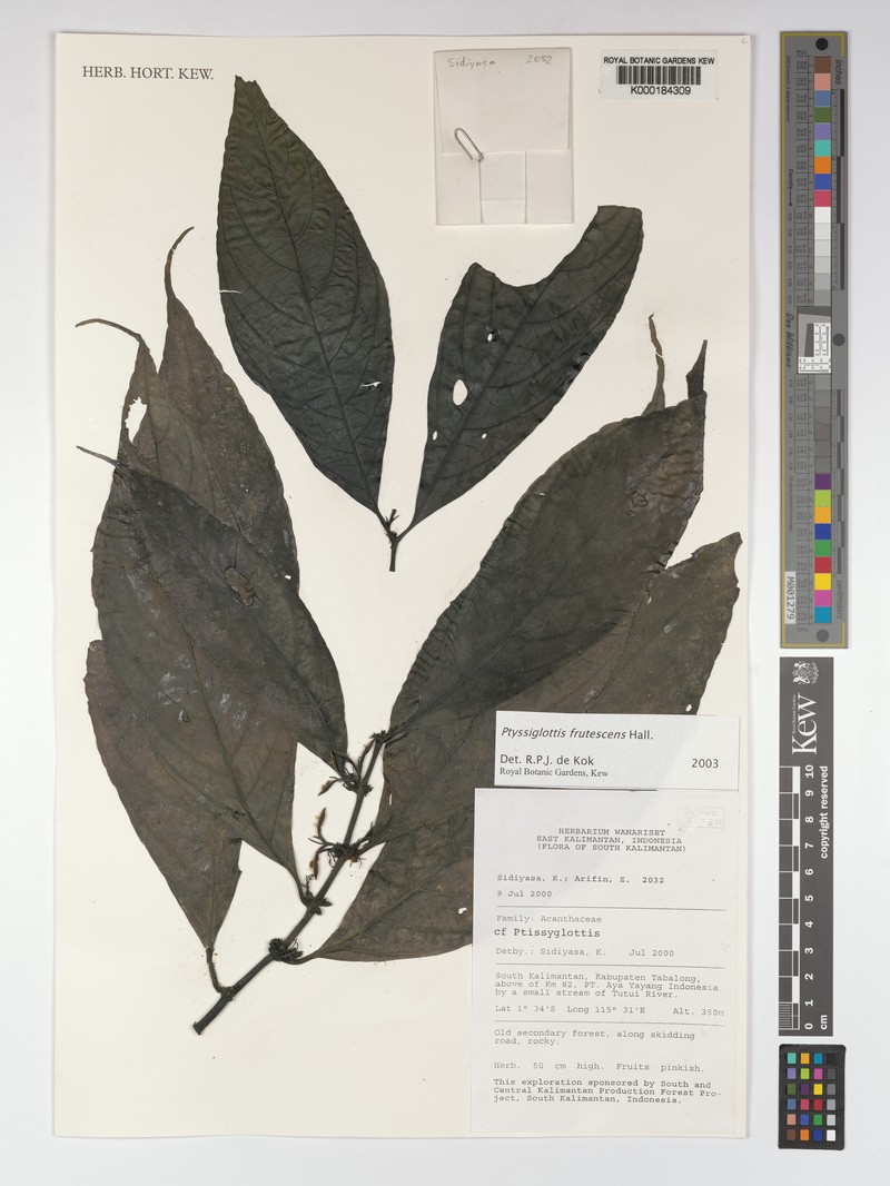 Ptyssiglottis lanceolata