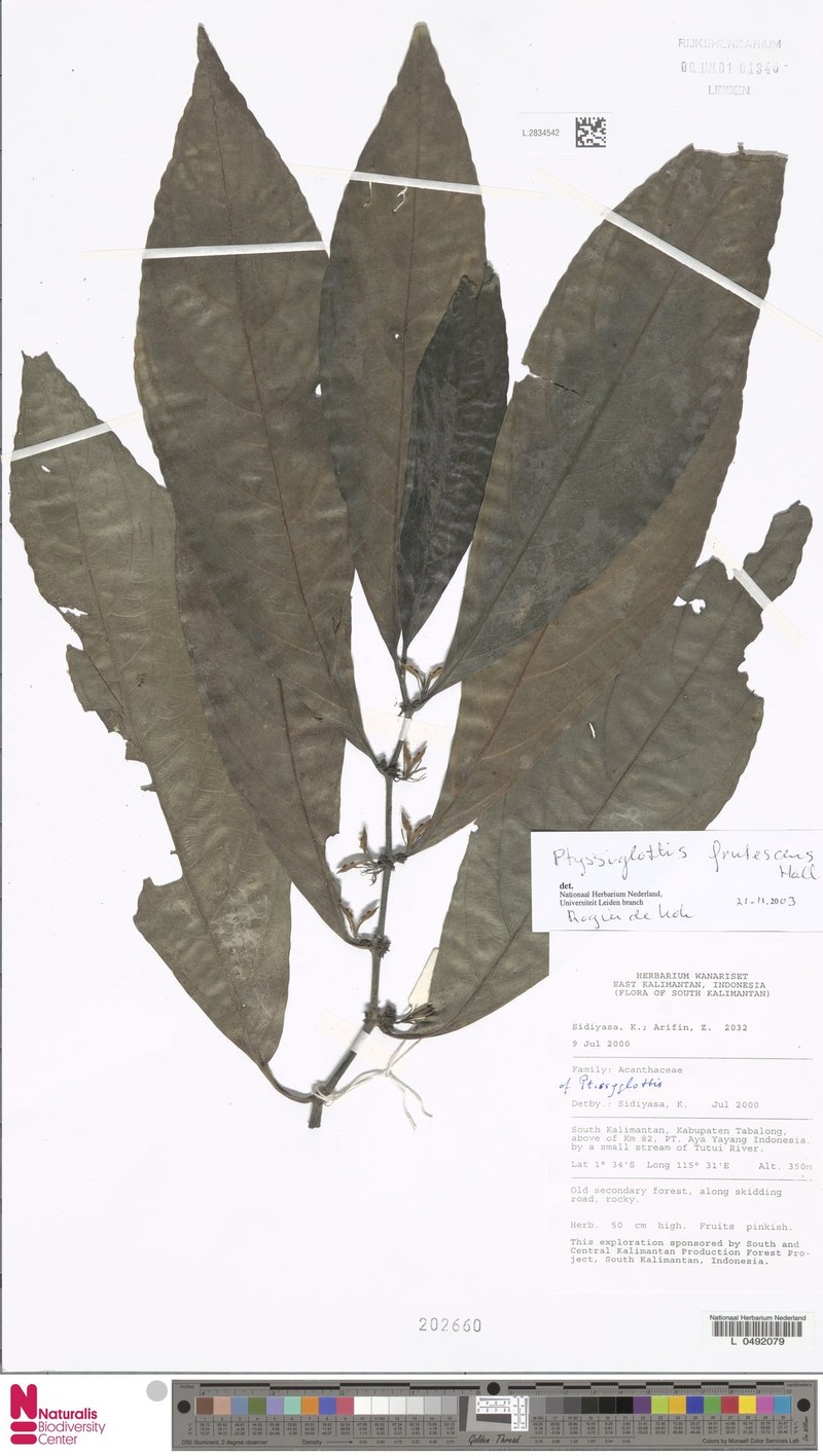 Ptyssiglottis lanceolata photo 2