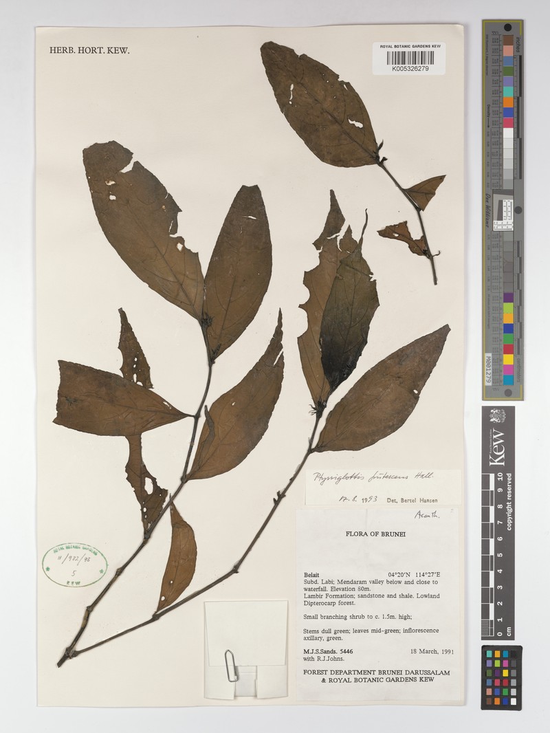 Ptyssiglottis lanceolata photo 3