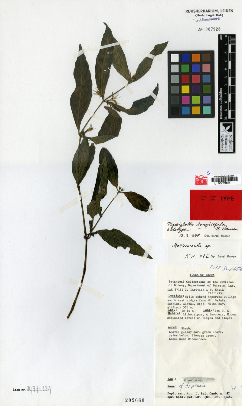 Ptyssiglottis longisepala