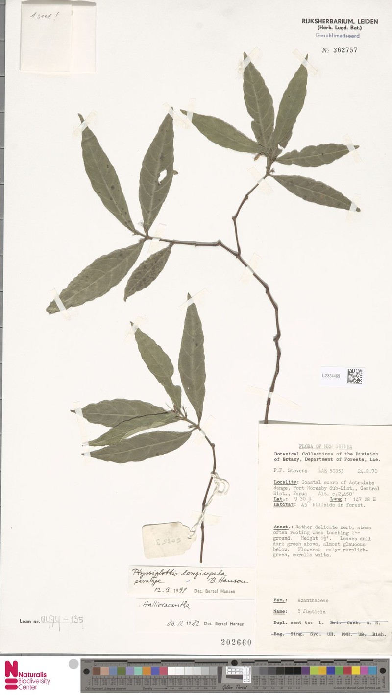 Ptyssiglottis longisepala photo 2