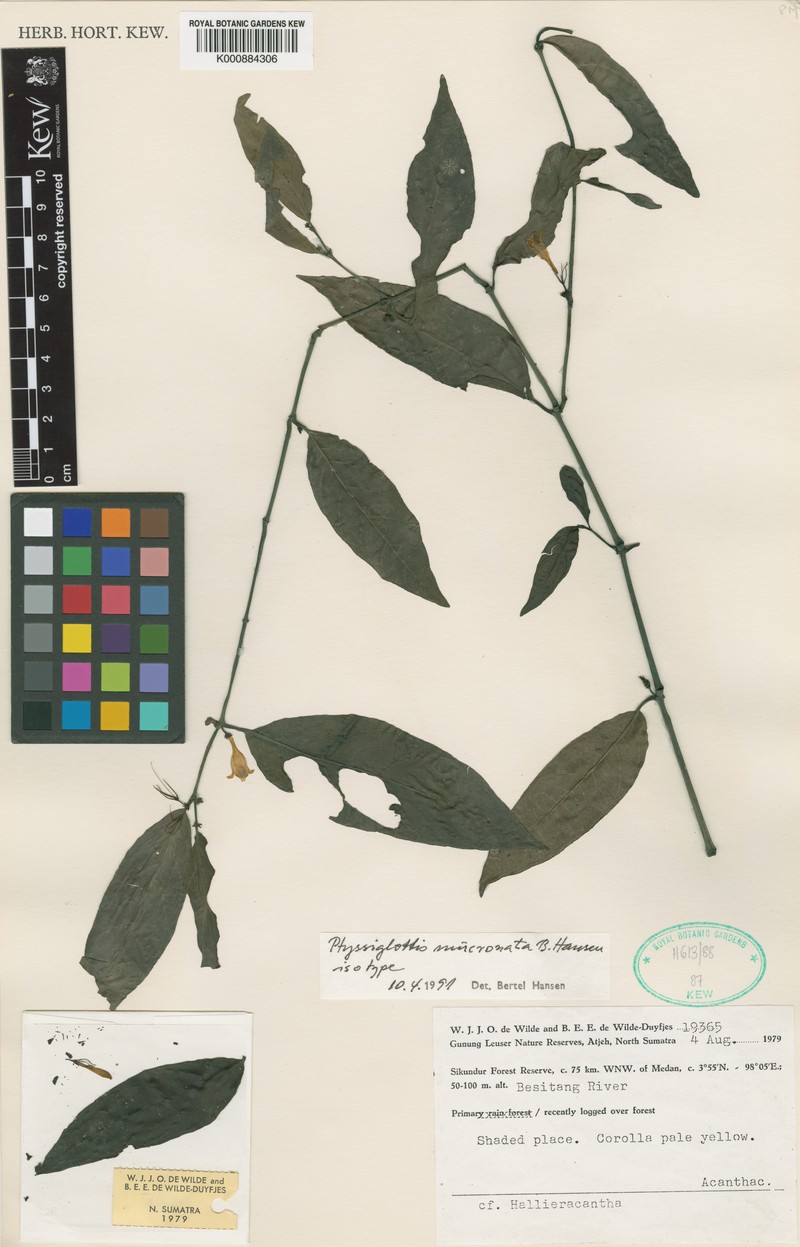 Ptyssiglottis mucronata